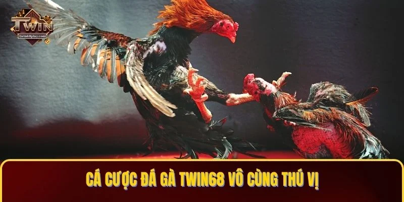 Cá cược Đá gà TWIN68 vô cùng thú vị